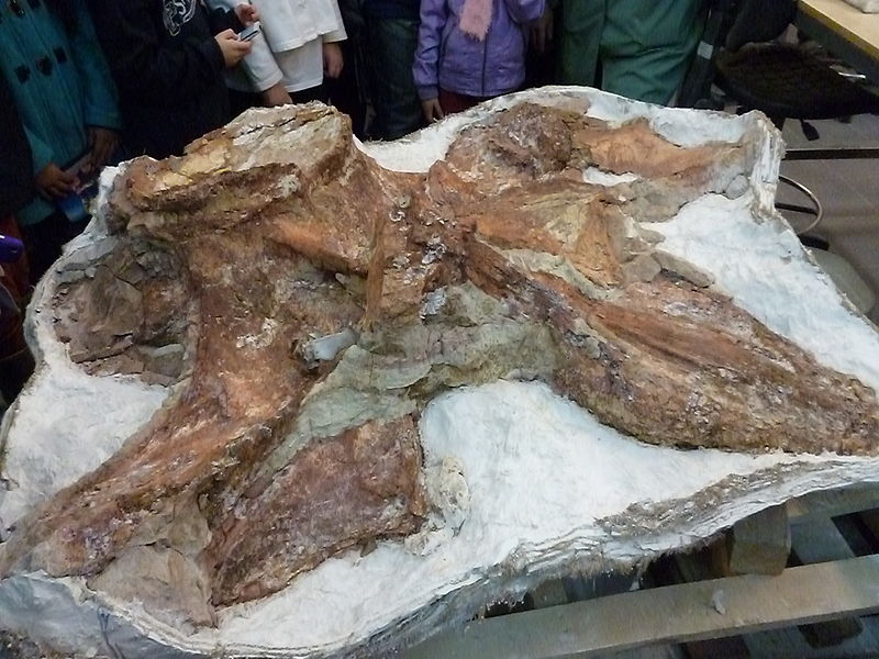 File:Fósiles del titanosauria del Chubut en el Museo Egidio Feruglio de Trelew 22.JPG