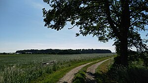 SHLF forest area "Obdrupholzkoppel"