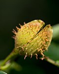 Thumbnail for File:Fagus grandifolia (American Beech) (27826373064).jpg