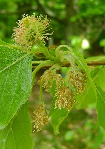 File:Fagus sylvatica flower kz1.jpg