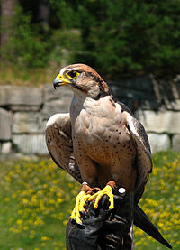 Falco biarmicus domesticated.jpg