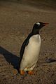 Falkland Islands Penguins 24.jpg