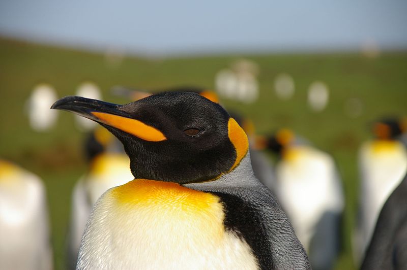 File:Falkland Islands Penguins 33.jpg