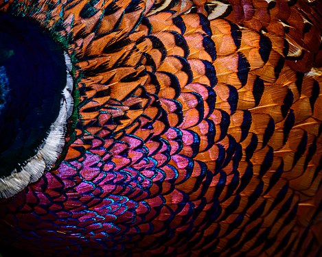 Feathers of a male common pheasant (Phasianus colchicus), photographed on Spiekeroog, Germany