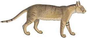 Felis chaus - 1700-1880 - Print - Iconographia Zoologica - Special Collections University of Amsterdam -(White Background).jpg