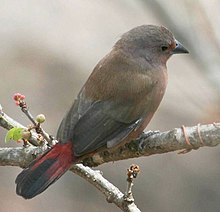 Самка Jamesons Firefinch (Lagonosticta rhodopareia) .jpg