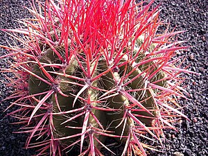 Ferocactus haematacanthus