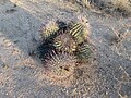 Barrel cactus cluster in Sahuarita, Arizona.