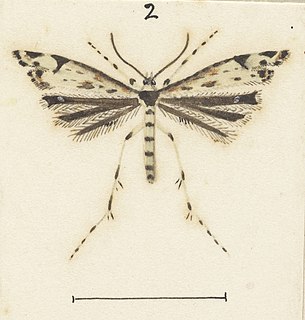 <i>Amblyptilia deprivatalis</i> Species of plume moth, endemic to New Zealand