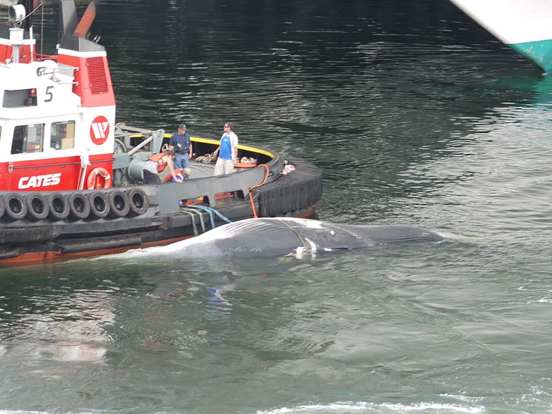 File:Fin whale at Canada Place -2 (3757195802).jpg