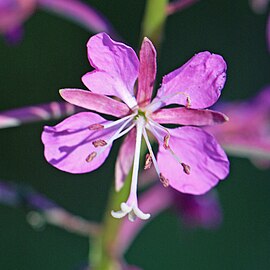 Fireweed Epilobium angustifolium one flower close.jpg