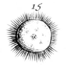First ever heliozoan depiction by Louis Joblot.png