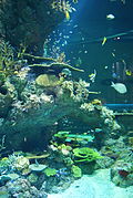 Fish in the S.E.A. Aquarium, Marine Life Park, Resorts World Sentosa, Singapore - 20130105-05.JPG