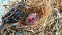 Florida grasshopper sparrow and chicks FWS.jpg