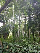Forêt Missahoè dans la préfecture de Haho 21.jpg