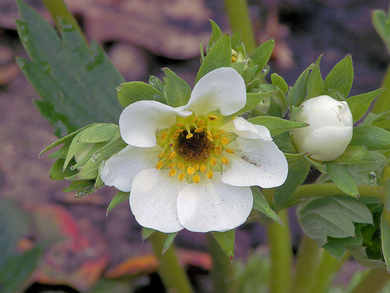 File:Fragaria × ananassa 'Lambada' frost damage close up, Aardbei Lambada vorstschade.jpg