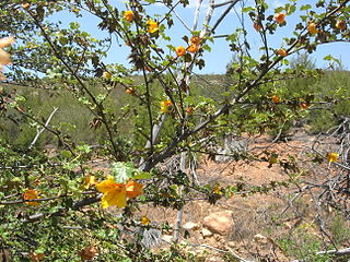 <i>Fremontodendron mexicanum</i> Species of shrub