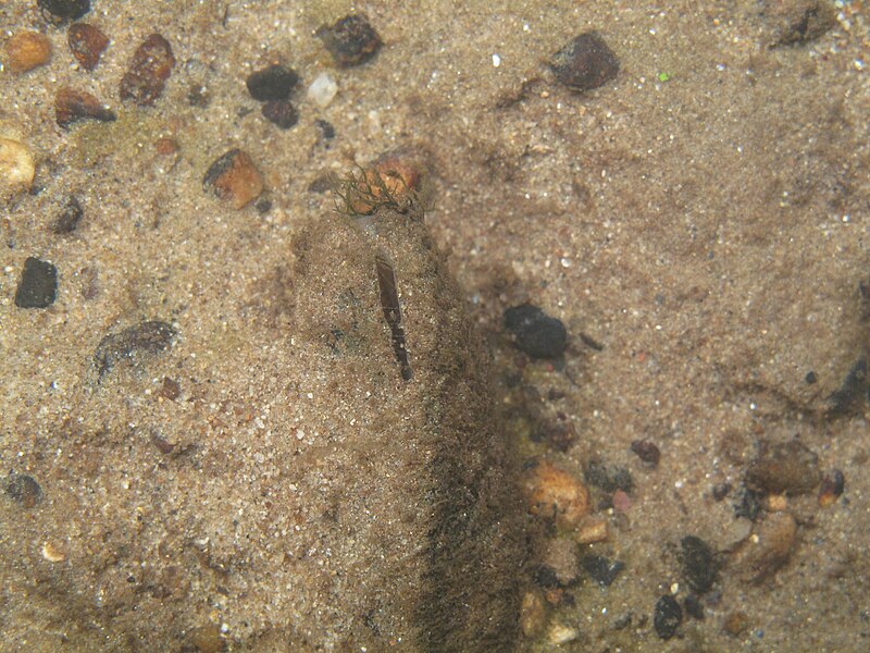 File:Freshwater mussel on the stream bottom (5940070929).jpg