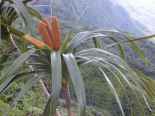 <i>Freycinetia</i> Genus of flowering plants