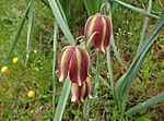 Miniatura para Fritillaria lusitanica