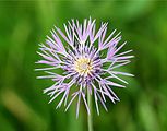 Galactites tomentosa (Asteraceae) Purple Milk Thistle