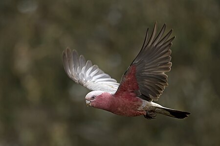 Galah (Eolophus roseicapilla) female in flight Mount Pleasant