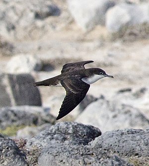 Galapagos Petrel Plaza Sur -saarella