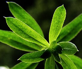 Galium odoratum20090626 28.jpg