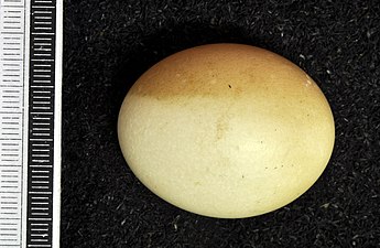 Egg