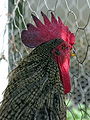 Galo, gallo, galho, cock, rooster