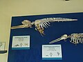 Ganges river dolphin skeleton.jpg