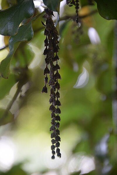 File:Garrya elliptica in Jardin botanique de la Charme 02.jpg