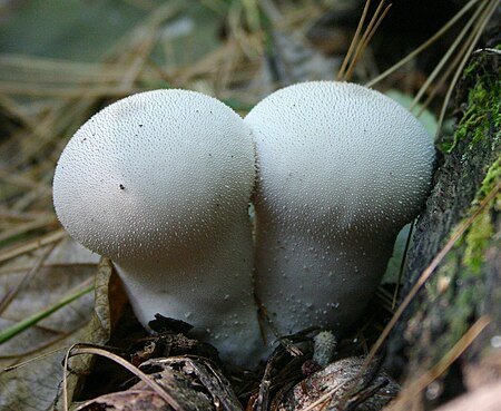 Gem-studded puffballs.jpg