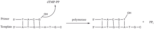 Nucleotidyl transfer by DNA polymerase.