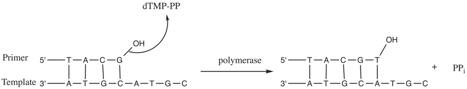 Nucleotidyl transfer by DNA polymerase.