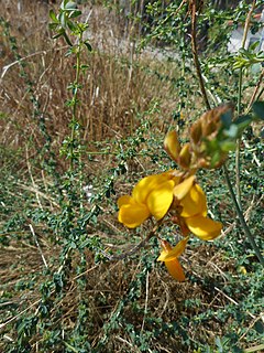 <i>Genista berberidea</i> Species