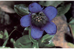 Gentiana-calycosa1web.jpg resminin açıklaması.