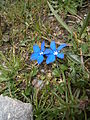 Gentiana brachyphylla