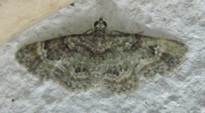 Descrizione dell'immagine Geometridae-Gymnoscelis rubricata-14mm-38-07.jpg.