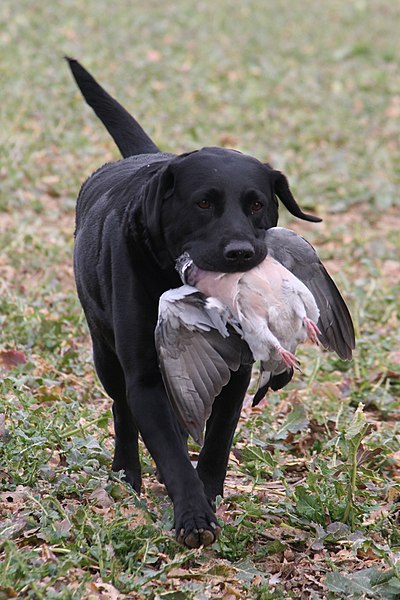 File:George Digweed's labrador.jpg