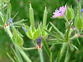 Postfloraler Blütenstand