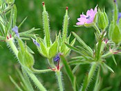 Geranium dissectum4 W.jpg