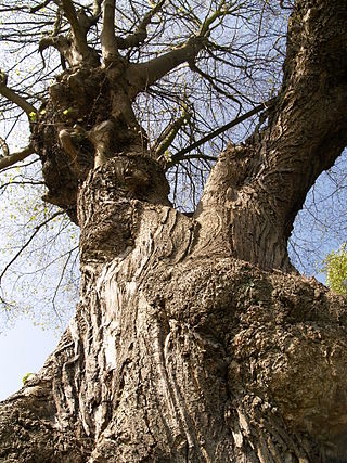 <span class="mw-page-title-main">Gerichtslinde</span> Culturally significant Lime tree