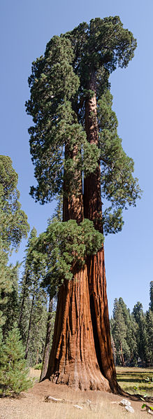 File:Giant sequoia in Sequoia National Park 2013.jpg