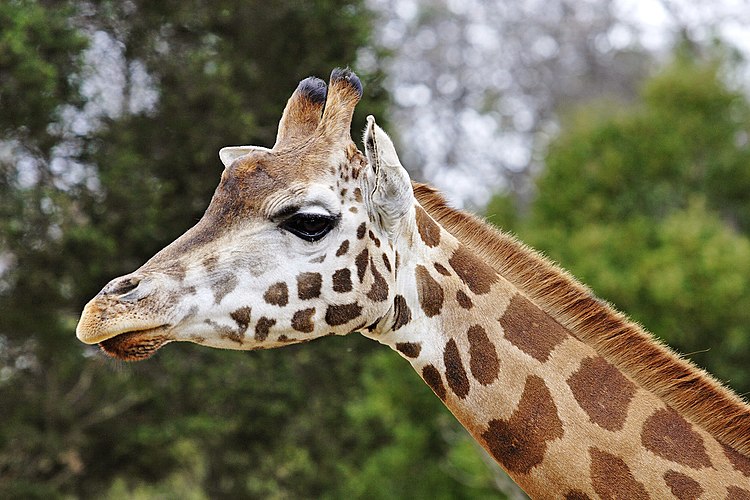 Голова жирафа (Giraffa camelopardalis). Мельбурнский зоопарк, Австралия