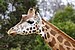 Giraffe08 - melbourne zoo.jpg