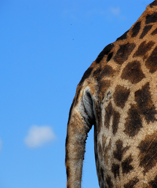 File:Giraffe backside.png