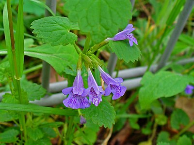 Glechoma hederacea Inflorescence