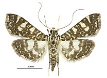 Glyphodes onychinalis female.jpg