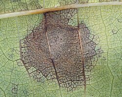 Gnomonia leptostyla at Juglans regia backside leaf.jpg